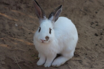rabbit standing on the ground , white color , gray color
