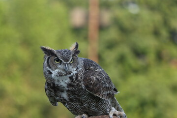 horned owl standing on tree pole
