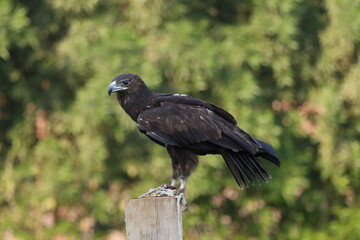 eagle stands on top of pole
