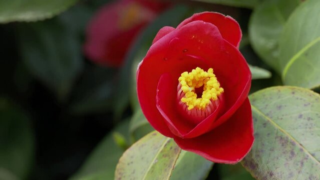 Tokyo, Japan - March 24, 2024: Closeup of Camellia japonica flower