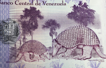 Portrait of Giant armadillo (Priodontes maximus) on Venezuela Bolivar currency banknote (focus on center) - obrazy, fototapety, plakaty