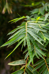 close up of a bambo leaves