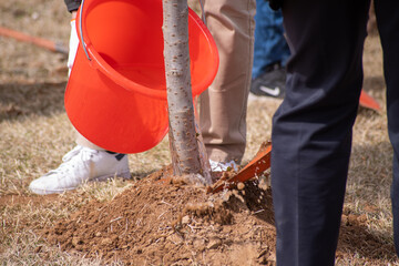 Watering tree seedlings after planting,concept of environmental protection
