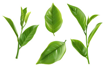 Set of realistic green tea leaves with transparent background.