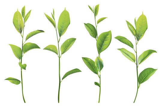 Set of green tea leaves on transparent png background.