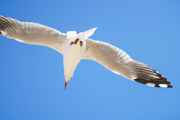 seagull in flight