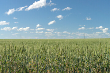 green wheat field under a blue sky with white clouds
