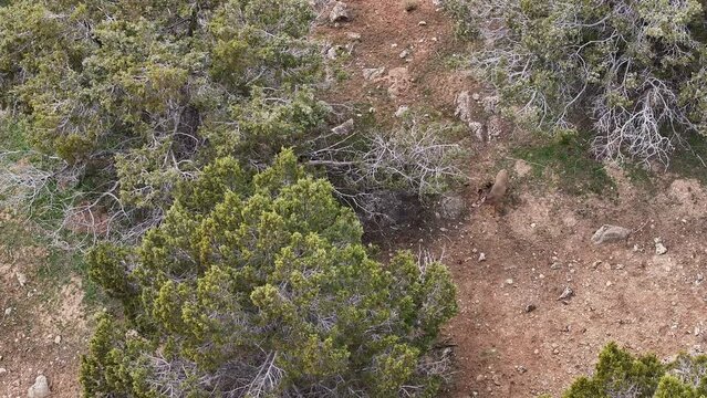 Aerial Mule Deer mountain walking cedar trees Utah. Herd of wildlife, deer high mountains migrate in springtime to lower elevation hills and farms after winter. Mountain cedar trees rocky hills.