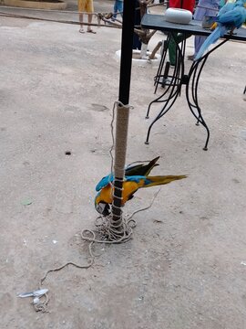 Birds