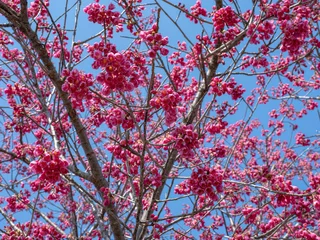 Zelfklevend Fotobehang カンヒザクラが咲く春の空 © かめです