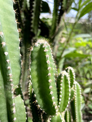 close up of a cactus in the garden