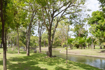 park with beautiful green and blue sky