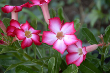 beautiful pink Adenium flower in the garden