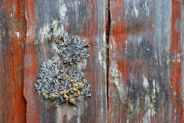 Close up detail of old weathered timber - 765998804