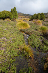 Pristine alpine moorland landscape Tasmania - 765998887