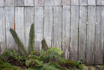 Detail of ferns growing in front of old weathered wall - 765998897