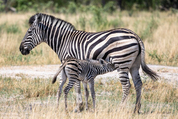 Fototapeta na wymiar Mother zebra and her foal in Botswana, Africa