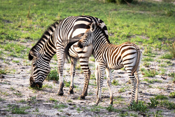 Fototapeta na wymiar Mother zebra and her foal in Botswana, Africa