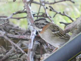 little bird