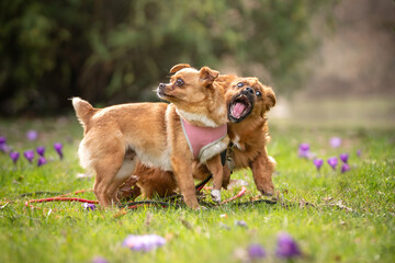 Dwa psy bawią się w parku 