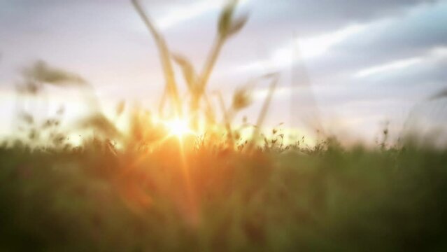 Running in field with happy vibes 4K resolution