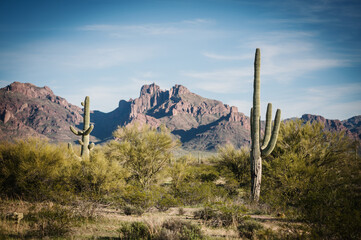 Saguaro and Organ Pipe cactus and Joshua trees at Organ Pipe Cactus National Monument in southern...
