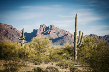 Saguaro and Organ Pipe cactus and Joshua trees at Organ Pipe Cactus National Monument in southern...
