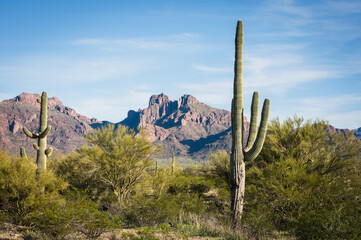 Saguaro and Organ Pipe cactus and Joshua trees at Organ Pipe Cactus National Monument in southern...