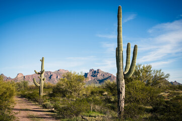 Saguaro and Organ Pipe cactus and Joshua trees at Organ Pipe Cactus National Monument in southern...