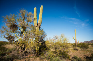 Saguaro and Organ Pipe cactus and Joshua trees at Organ Pipe Cactus National Monument in southern...