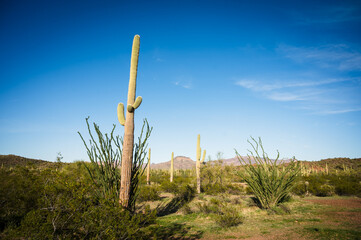 Saguaro and Organ Pipe cactus and Joshua trees at Organ Pipe Cactus National Monument in southern...