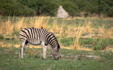 One zebra standing along in the Okavango Delta, Botswana, Africa