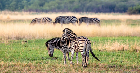 Naklejka premium Zebras fighting in the Okavango Delta, Botswana, Africa