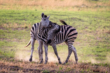 Zebras fighting in the Okavango Delta, Botswana, Africa