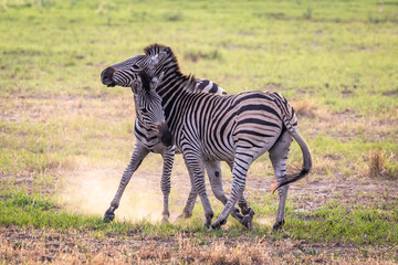 Zebras fighting in the Okavango Delta, Botswana, Africa