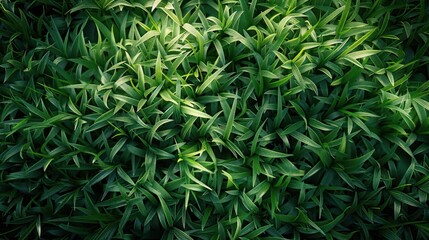 Vibrant Green Grass Texture for Backgrounds, Designs, and Landscapes
