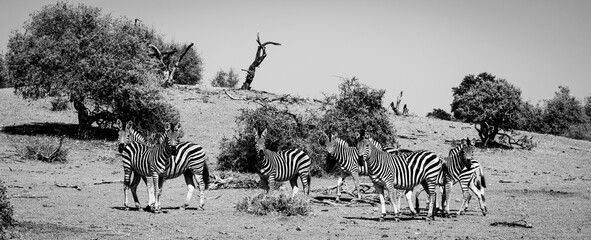 Black and white photo of zebra in Botswana, Africa © Heather