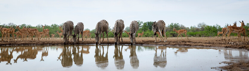 Fototapeta na wymiar Herd of zebras drinking around a waterhole in Botswana, Africa