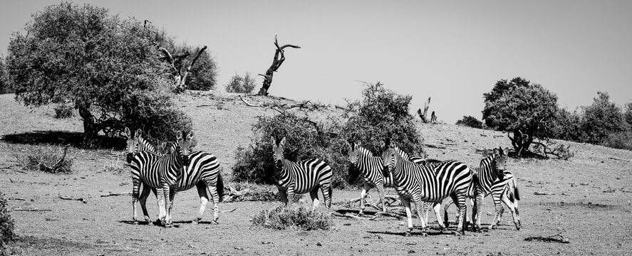 Black and white photo of zebra in Botswana, Africa