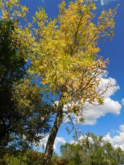 autumn trees against sky