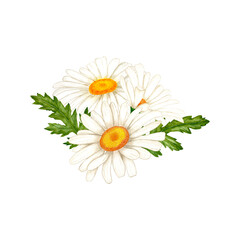 Chamomile flowers and leaves watercolor isolated illustration. Hand drawn white wildflowers with green leaves and buds in simple sketch style for spring cards and herbal natural cosmetics design