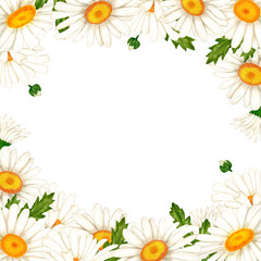 Frame banner made of watercolor white flowers and leaves. Hand drawn illustration of chamomile wildflowers for design of spring cards and wedding and birthday invitations.