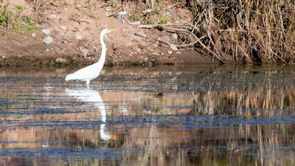 White Egret wading in the Salt River Canyon near Scottsdale Arizona United States