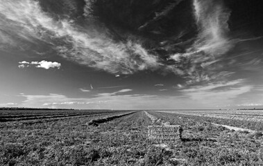 Black and white fine art picture of cut and partially baled alfalfa field under cirrus clouds in the Central Valley of California just outside of Bakersfield California United States