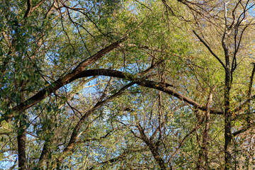 A forest with many trees, some of which are bare and some with leaves