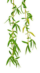Spring willow branches. Pussy willow's twigs. Spring willow tree in bloom. Isolated on transparent, png