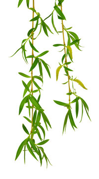 Spring willow branches. Pussy willow's twigs. Spring willow tree in bloom. Isolated on transparent, png