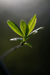 Small plant leaves macro