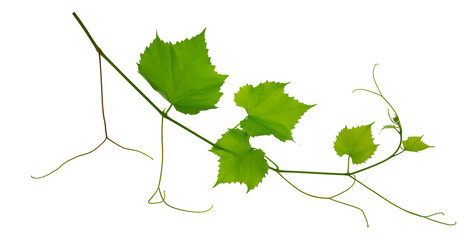 Grape branch . Vine with green fresh leaves and tendrils. Grapevine. on transparent, png. green...