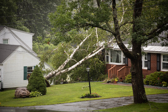 tree service